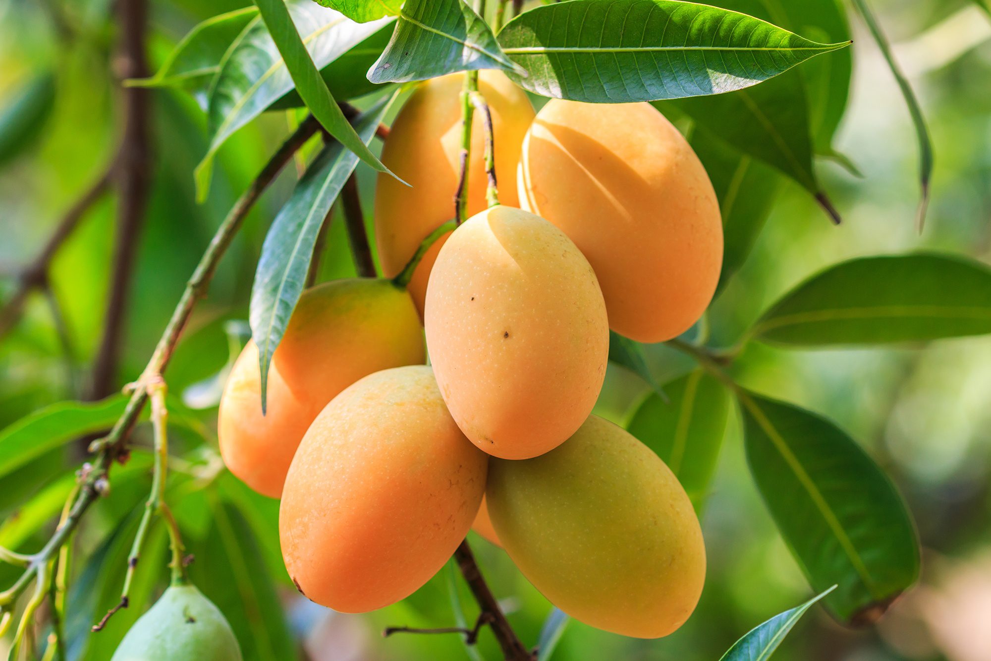 Mango Farming