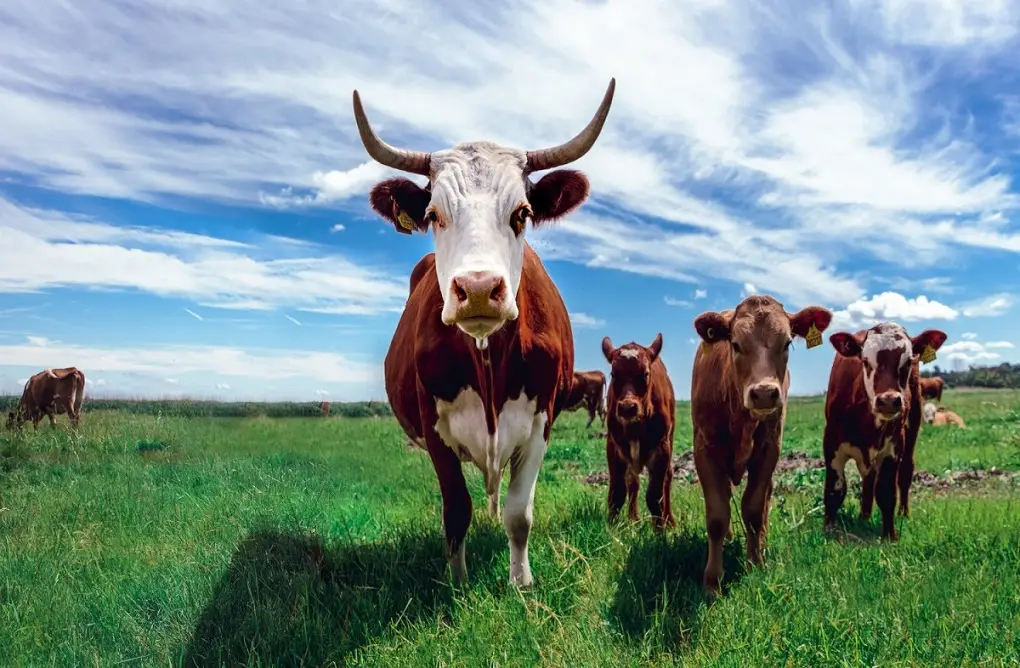 Animal Husbandry